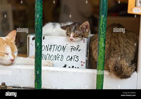 charities for cats